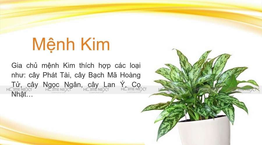 Cây mệnh Kim