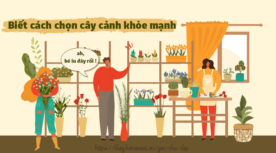 chăm sóc cây cảnh trong nhà