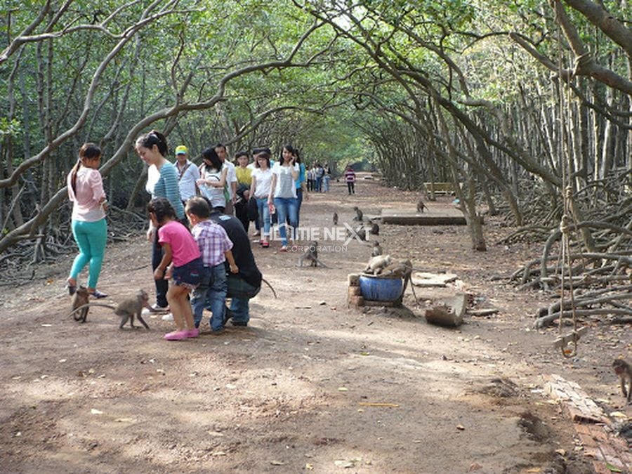 Đảo khỉ Cần Giờ